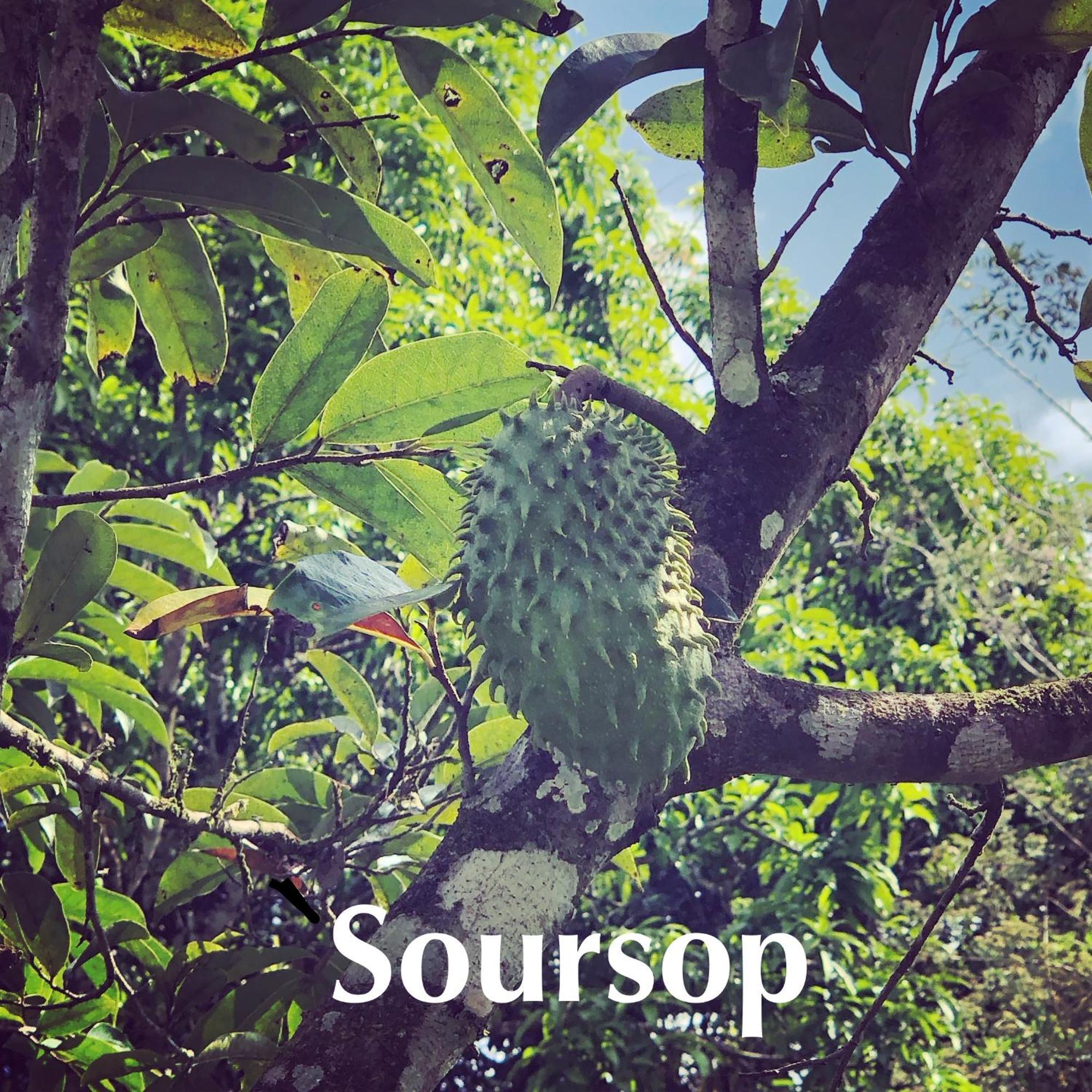 Soursop Hostel Cueta Exterior photo
